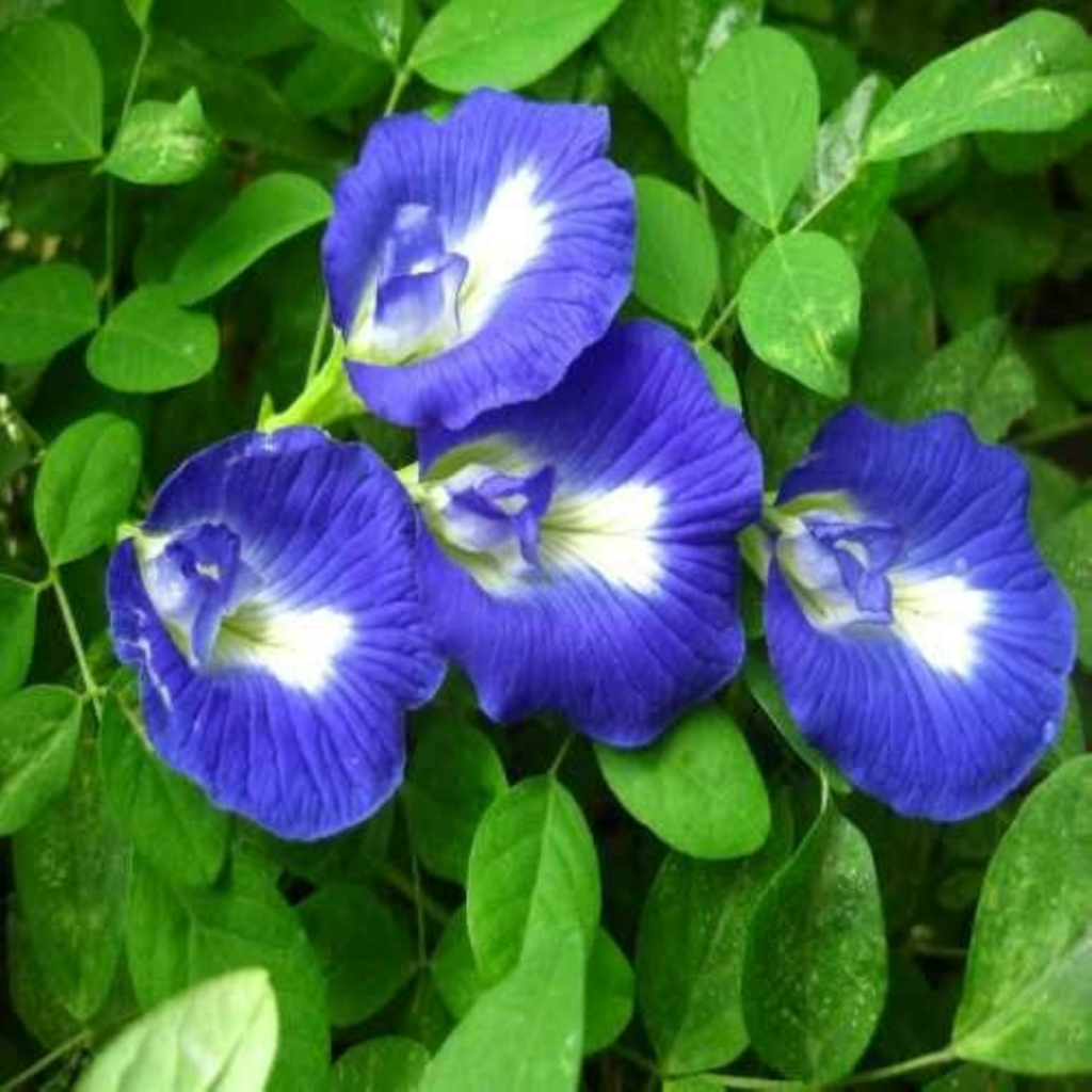 sani bhagavan flower