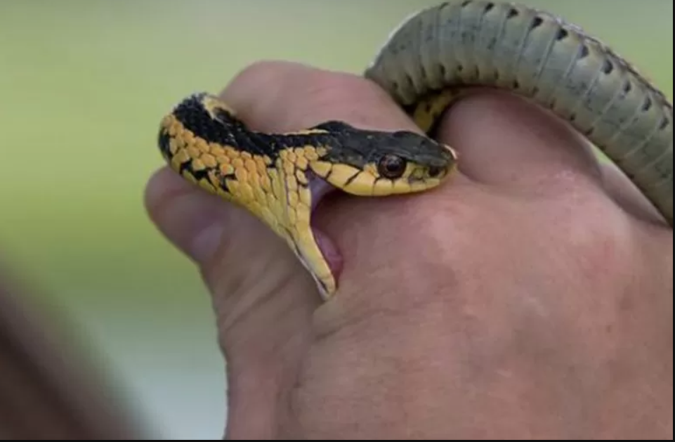 snake bite precaution