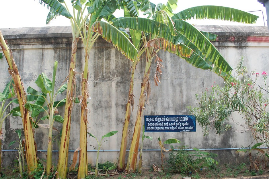 vaalai maram